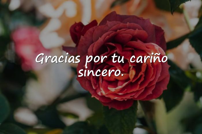 Imágenes agradecer frases - 10