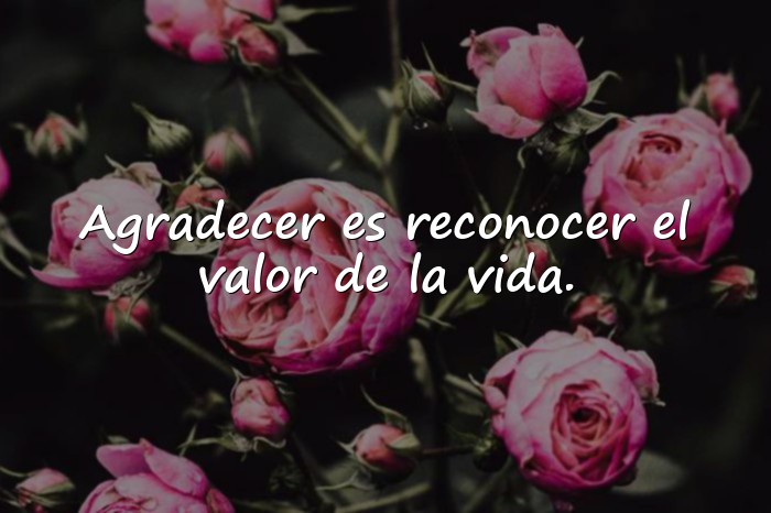 Imágenes agradecer frases - 17