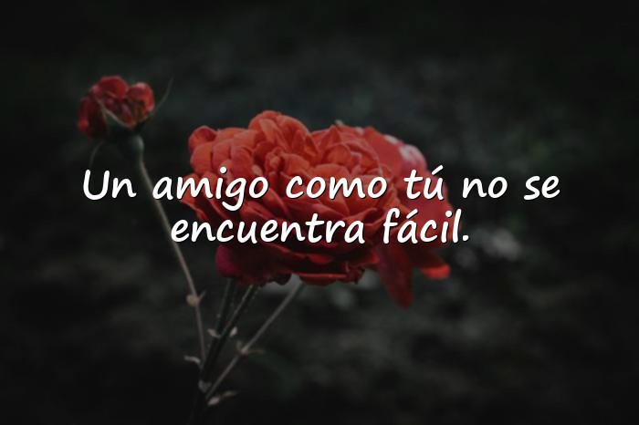 Imágenes amigo frases - 1