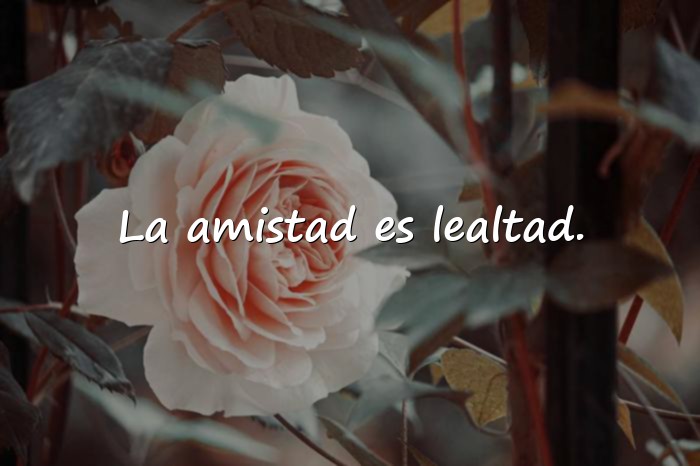 Imágenes amistad frases - 14