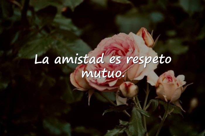 Imágenes amistad frases - 6