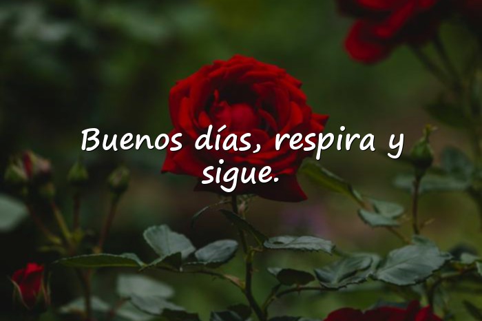 Imágenes buenos días frases positivas - 5