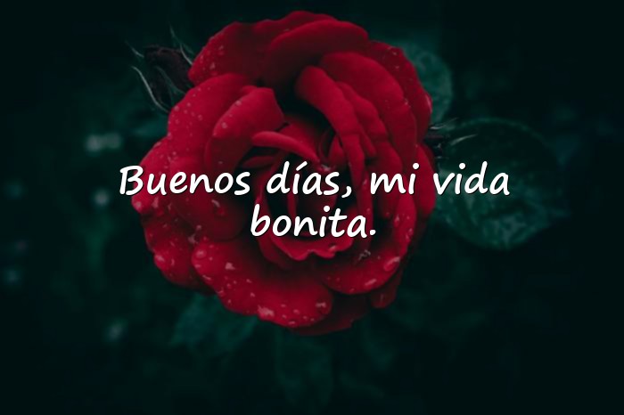 Imágenes buenos días mi amor whatsapp - 11