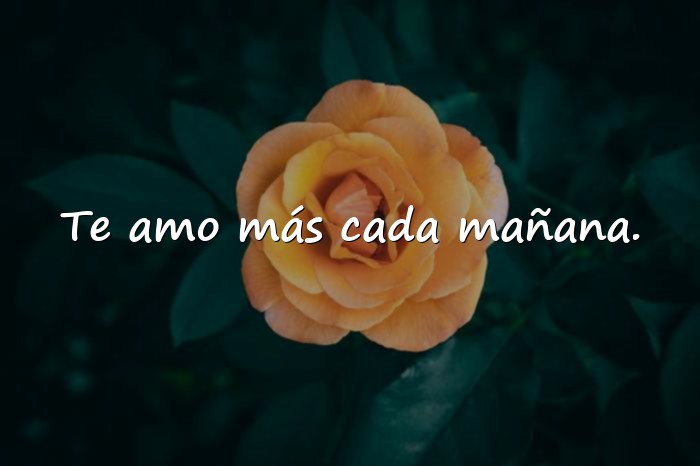 Imágenes buenos dias amor de mi vida - 8