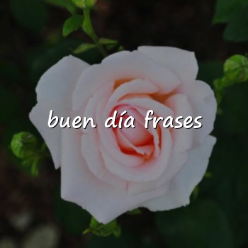 buen día frases - 2026