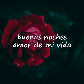 buenas noches amor de mi vida - 2026