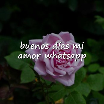 buenos días mi amor whatsapp - 2026