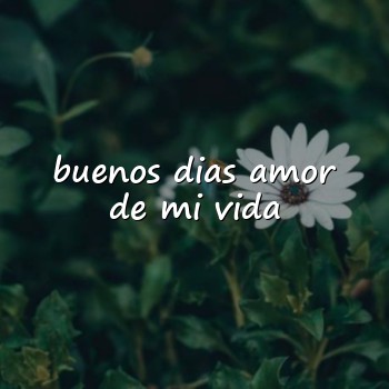 buenos dias amor de mi vida - 2026
