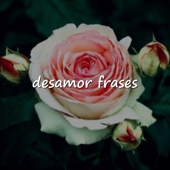 desamor frases - 2026