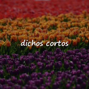 dichos cortos - 2026