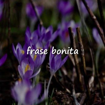 frase bonita - 2026