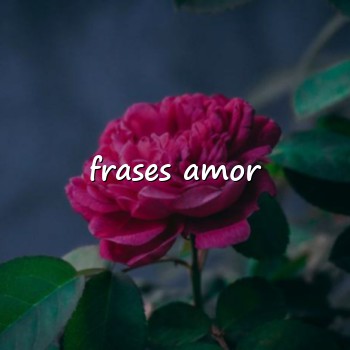frases amor - 2026
