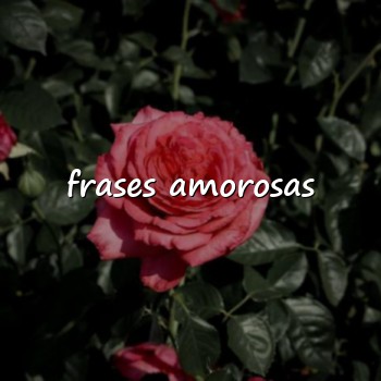frases amorosas - 2026