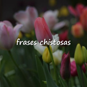 frases chistosas - 2026