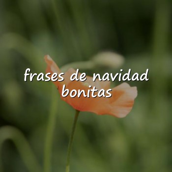frases de navidad bonitas - 2026