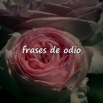frases de odio - 2026