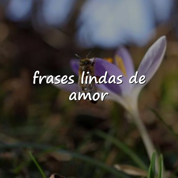 frases lindas de amor - 2026