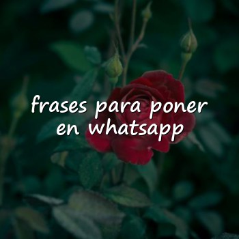 frases para poner en whatsapp - 2026
