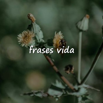 frases vida - 2026