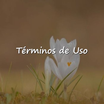 Términos de Uso - 2026