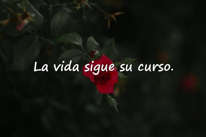 Imágenes dichos de la vida - 16