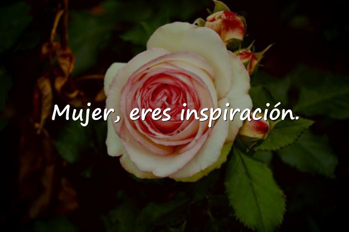Imágenes feliz día de la mujer frases - 6