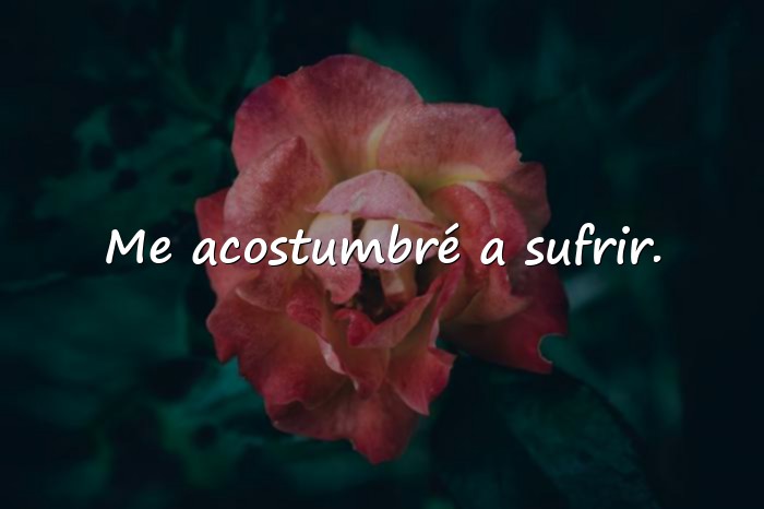 Imágenes frase de frida kahlo - 16