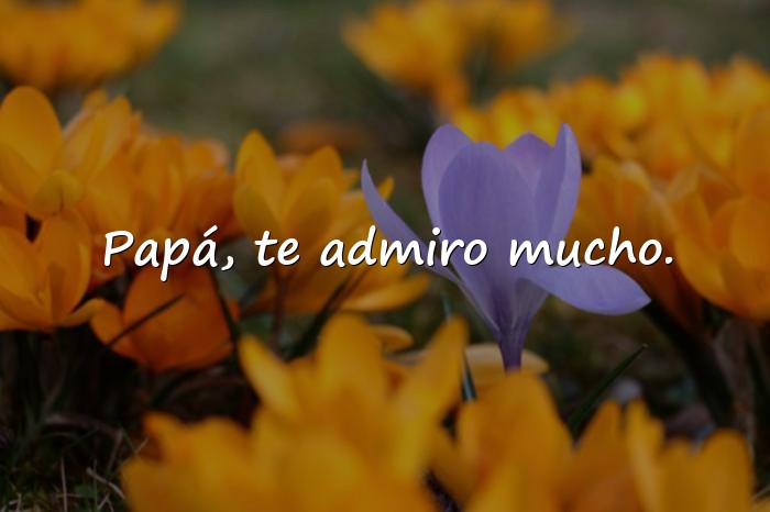 Imágenes frase para papa - 6