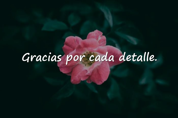 Imágenes frases de agradecimiento - 7