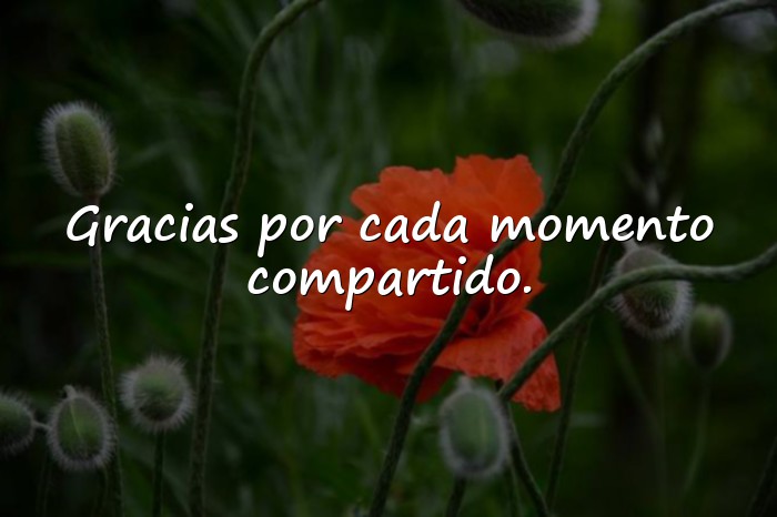 Imágenes frases de agradecimiento - 8