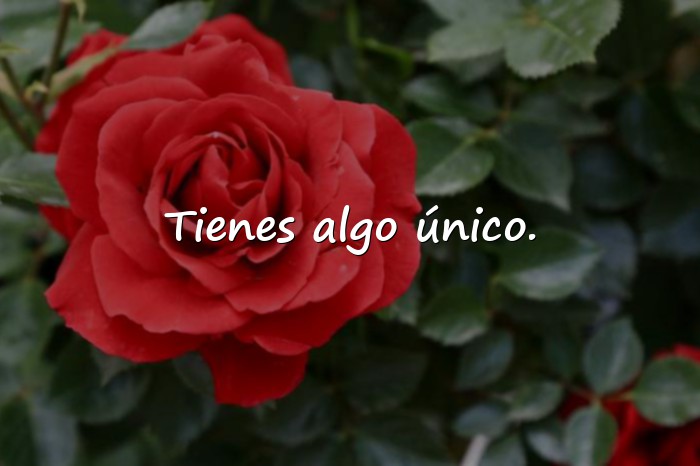 Imágenes frases de amor para enamorar - 5