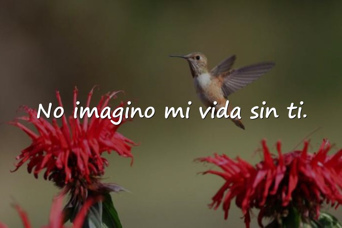 Imágenes frases de amor para mi esposa - 16