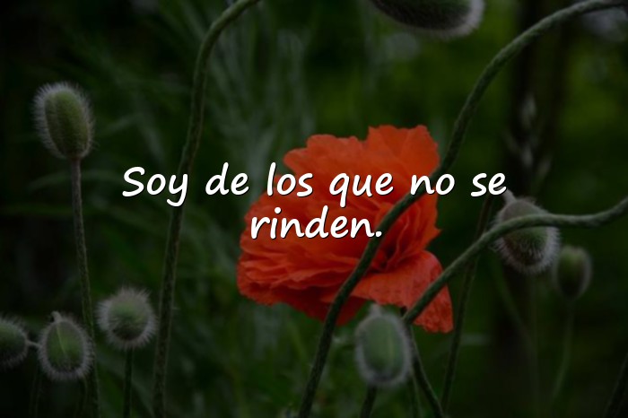 Imágenes frases de bandidos - 3