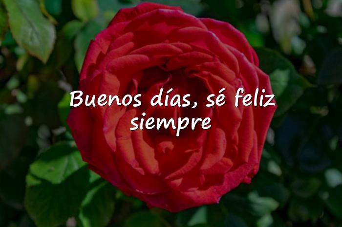 Imágenes frases de buenos dias bonitas - 1
