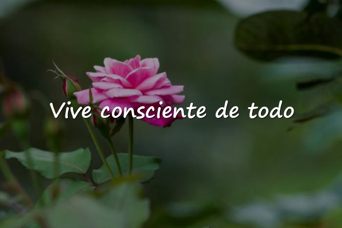 Imágenes frases de canserbero - 1