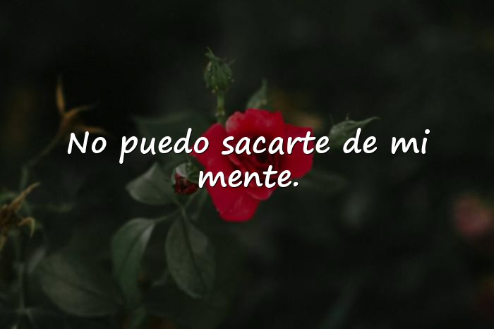 Imágenes frases de conquista - 13