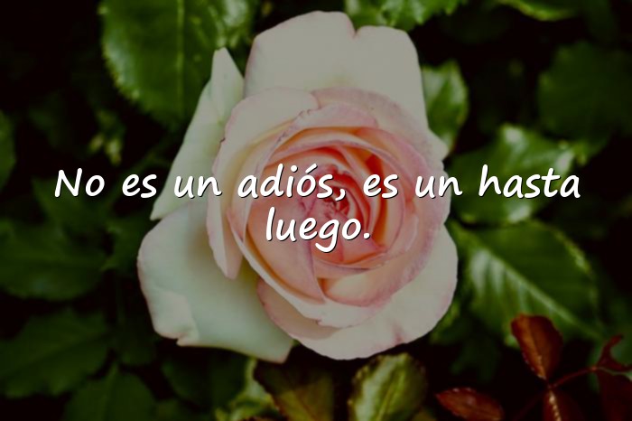 Imágenes frases de despedida - 15
