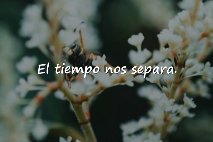 Imágenes frases de despedida - 6