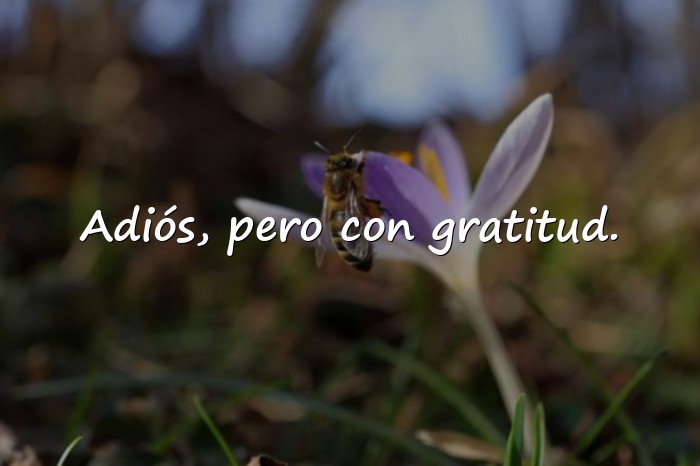 Imágenes frases de despedida - 6