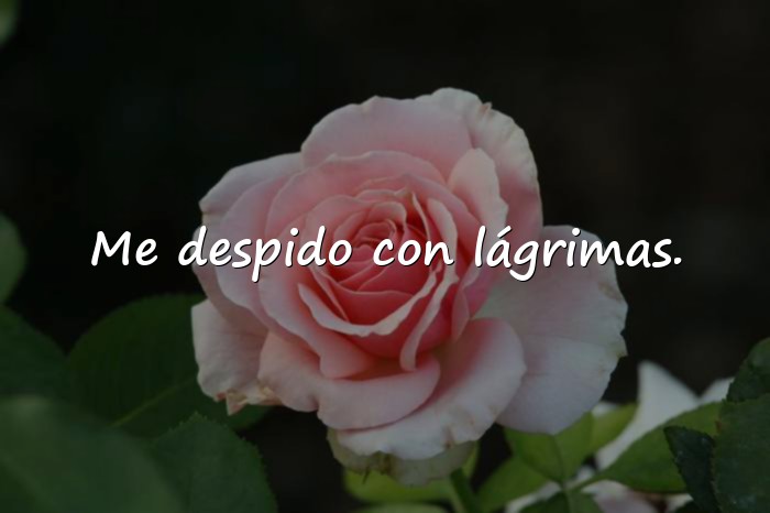 Imágenes frases de despedida de amor - 6
