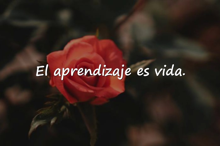 Imágenes frases de educacion - 11