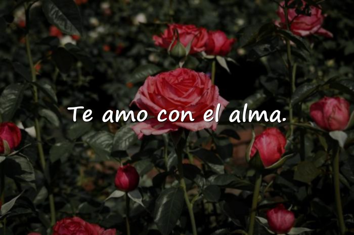 Imágenes frases de enamorados - 16