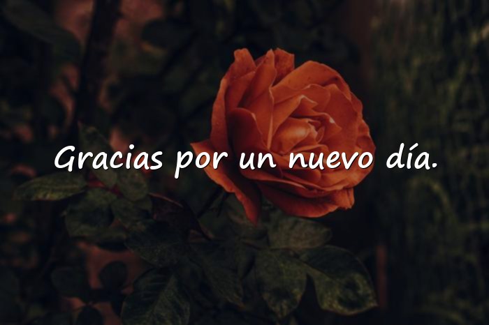 Imágenes frases de gratitud - 21