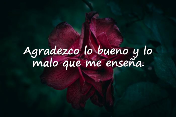 Imágenes frases de gratitud - 16