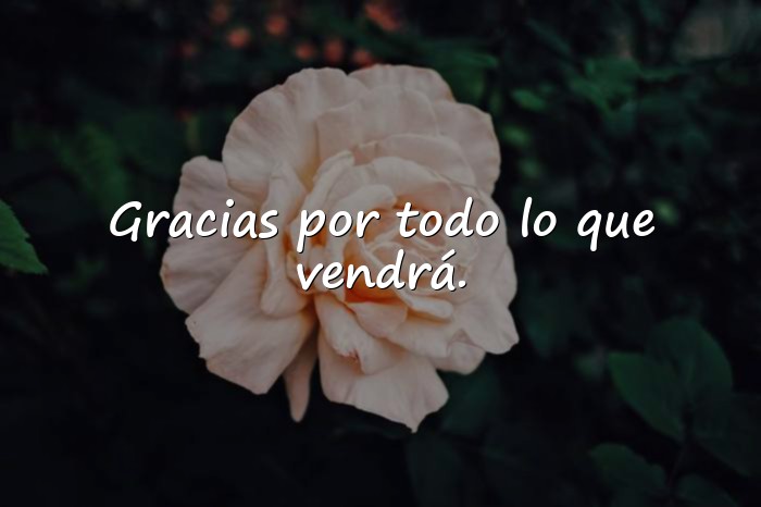 Imágenes frases de gratitud - 6