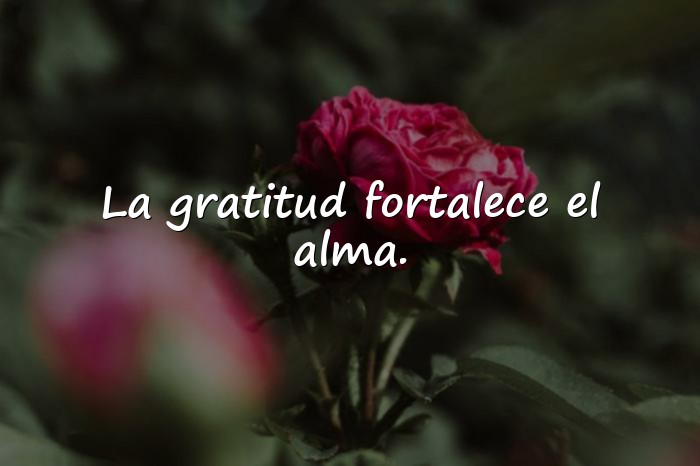 Imágenes frases de gratitud - 6