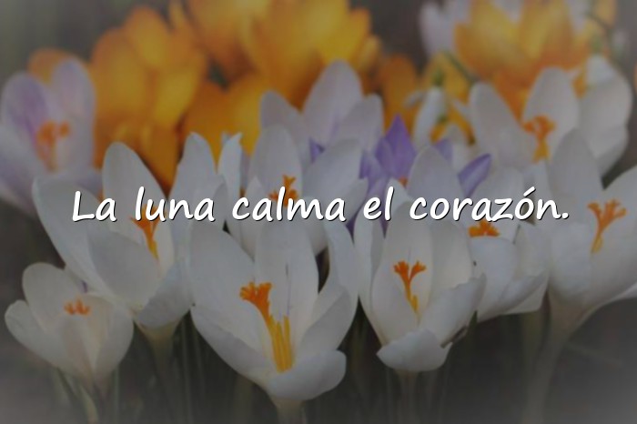 Imágenes frases de la luna - 15