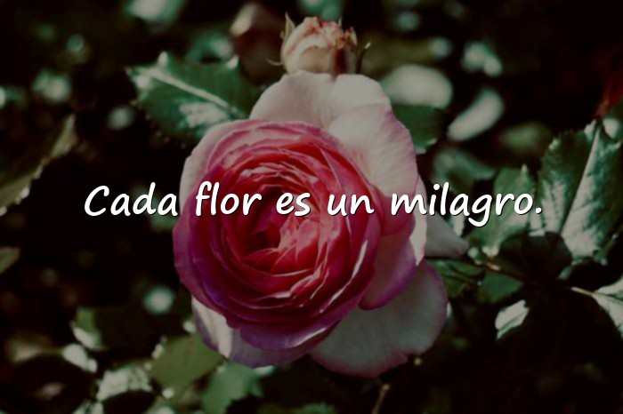 Imágenes frases de la naturaleza - 25