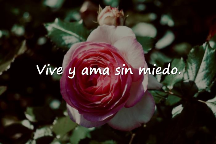 Imágenes frases de la vida y el amor - 21