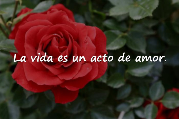 Imágenes frases de la vida y el amor - 11
